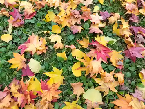 北海道護國神社の自然