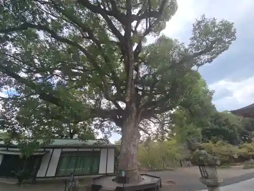 平野神社(京都府)