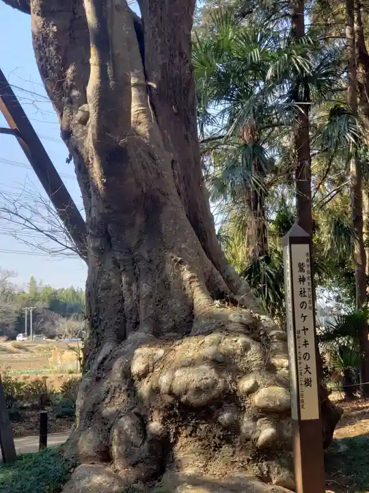 鷲神社(先崎鷲神社)の自然