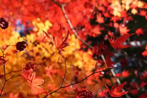 高野山金剛峯寺奥の院(和歌山県)