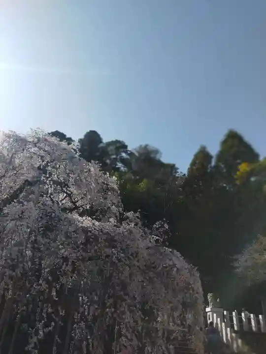 小川諏訪神社の自然