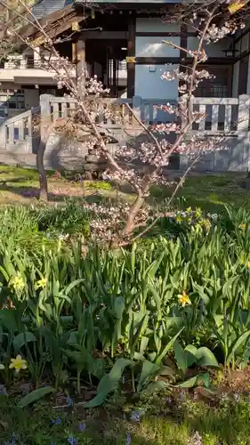 新琴似神社(北海道)