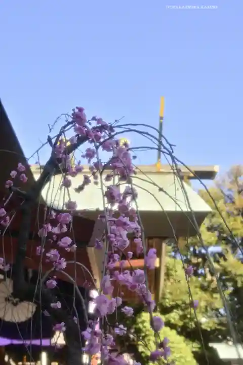 東京大神宮(東京都)