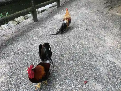 石上神宮の動物