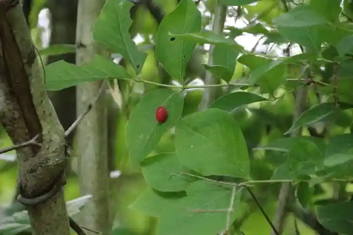 鹿島大神宮の自然