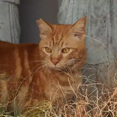天王山 安楽寺(福井県)
