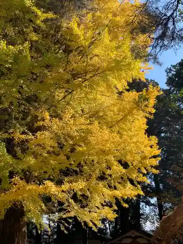 北口本宮冨士浅間神社の自然