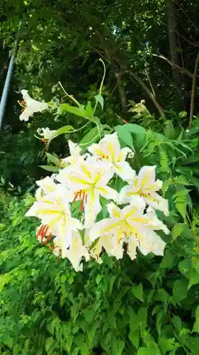 大正寺(中野不動尊)の自然