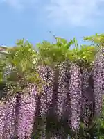 亀戸天神社の自然