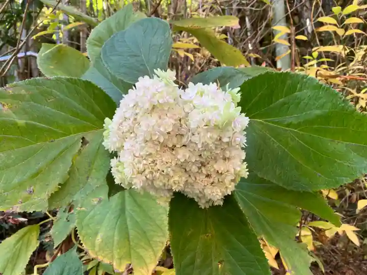明月院(神奈川県)
