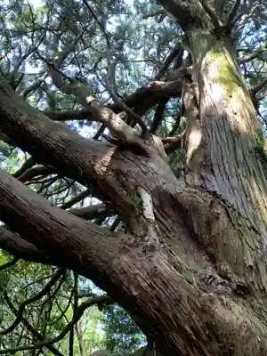 武生神社(茨城県)