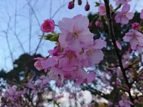 曽我浅間神社の自然