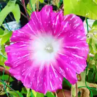 豊景神社の自然