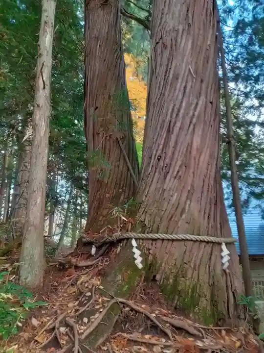 戸隠神社火之御子社(長野県)