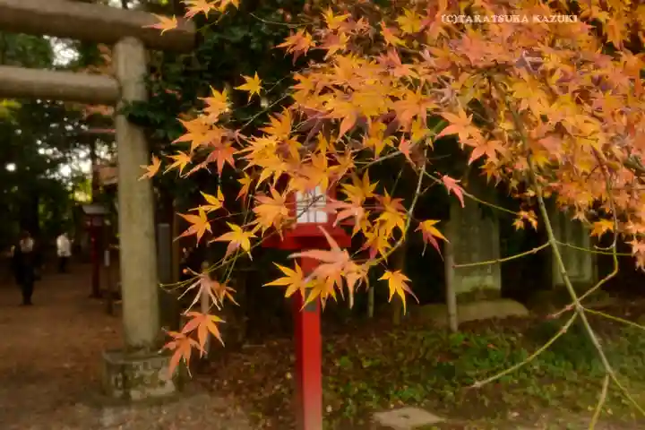 鷲宮神社(埼玉県)