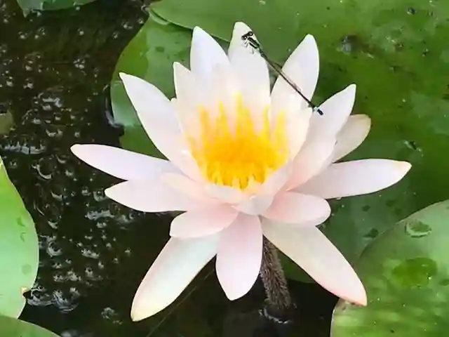真言宗 善通寺派 薬王寺(香川県)