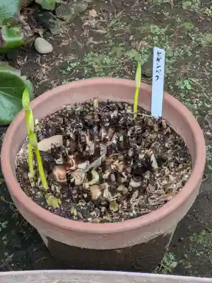 谷中 妙福寺(東京都)