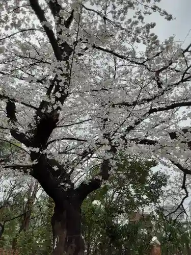 牛天神北野神社の自然