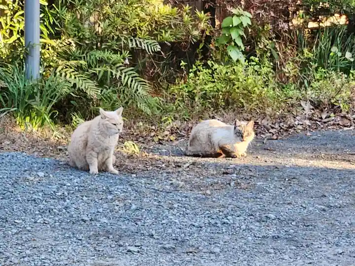 若宮神社の動物