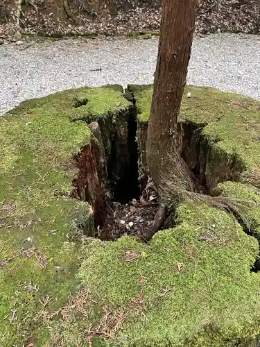 丹後一ノ宮 元伊勢 籠神社の自然