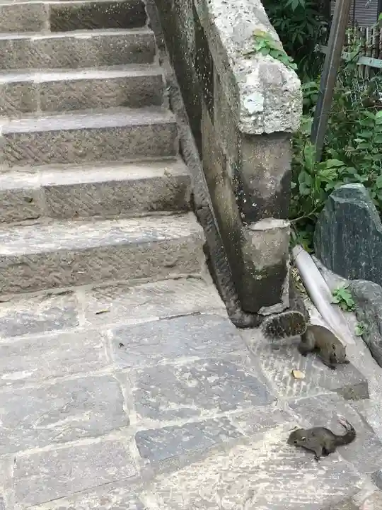 御霊神社の動物