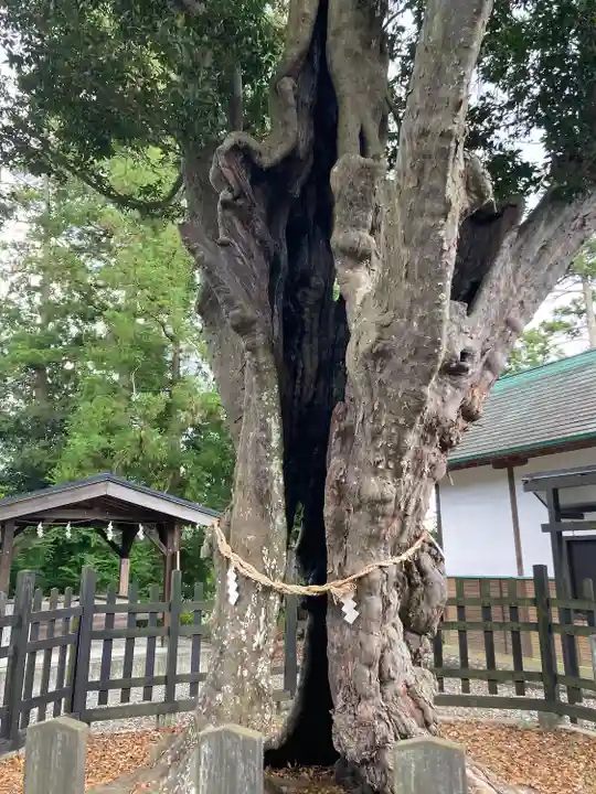 天宮神社の自然