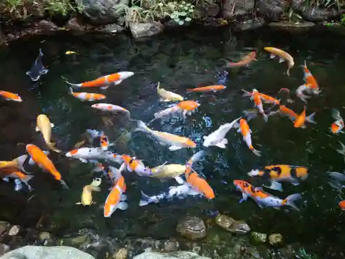 秩父神社(埼玉県)
