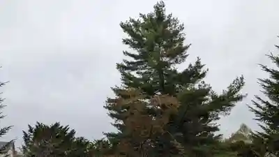 池田神社の自然