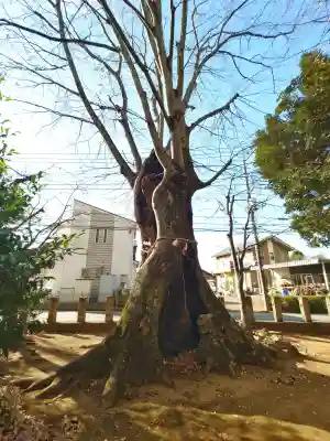 堀兼神社（浅間宮）の{uncategorized: "未分類", other: "その他", undefined: "問題あり", building: "その他建物", grave: "お墓", sacred_gate: "鳥居", guardian: "狛犬", statue: "像", buddha: "仏像", history: "歴史", nature: "自然", garden: "庭園", animal: "動物", pagoda: "塔", temizu: "手水舎", mountain_gate: "山門・神門", sanctuary: "本殿・本堂", subordinate: "末社・摂社", art: "芸術", scenery: "景色", jizo: "地蔵", ema: "絵馬", goshuin: "御朱印", omikuji: "おみくじ", items: "授与品その他", amulet: "お守り", goshuincho: "御朱印帳", eats: "食事", festival: "お祭り", votive_dance: "神楽", shichigosan: "七五三参", wedding: "結婚式", experience: "体験その他", initially: "初詣", around: "周辺", anti_infection: "感染症対策"}