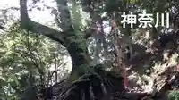 大山阿夫利神社の自然