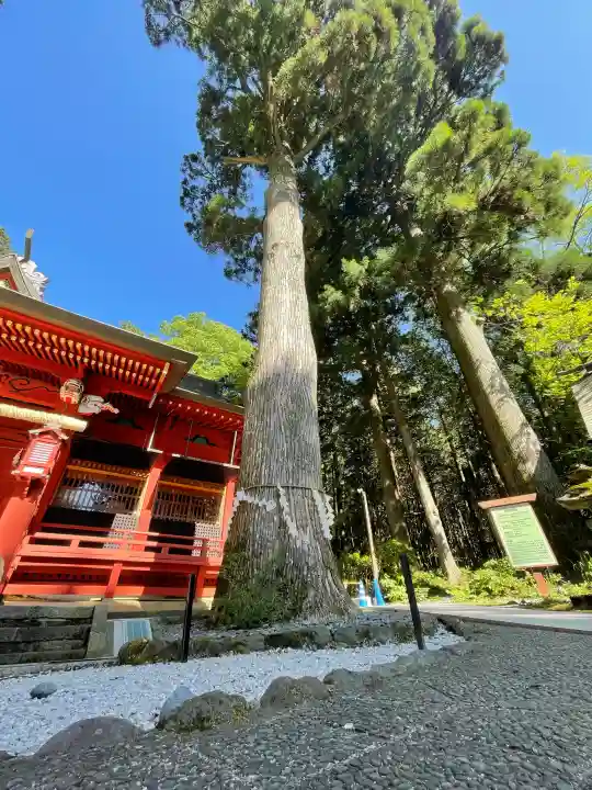 富士山東口本宮 冨士浅間神社の{uncategorized: "未分類", other: "その他", undefined: "問題あり", building: "その他建物", grave: "お墓", sacred_gate: "鳥居", guardian: "狛犬", statue: "像", buddha: "仏像", history: "歴史", nature: "自然", garden: "庭園", animal: "動物", pagoda: "塔", temizu: "手水舎", mountain_gate: "山門・神門", sanctuary: "本殿・本堂", subordinate: "末社・摂社", art: "芸術", scenery: "景色", jizo: "地蔵", ema: "絵馬", goshuin: "御朱印", omikuji: "おみくじ", items: "授与品その他", amulet: "お守り", goshuincho: "御朱印帳", eats: "食事", festival: "お祭り", votive_dance: "神楽", shichigosan: "七五三参", wedding: "結婚式", experience: "体験その他", initially: "初詣", around: "周辺", anti_infection: "感染症対策"}