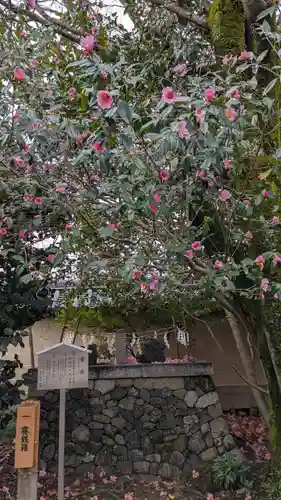 梅宮大社(京都府)