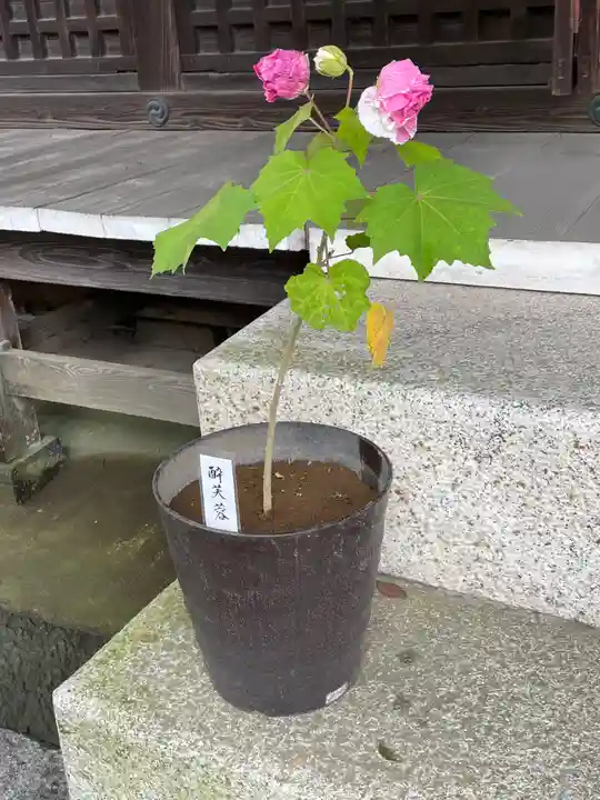 鷲宮神社の自然