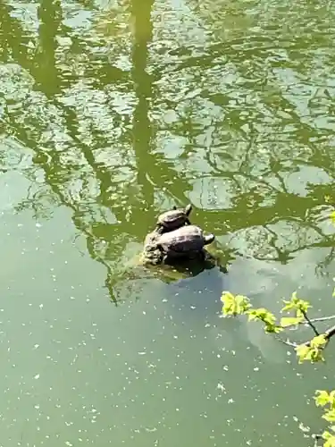 亀戸天神社の動物