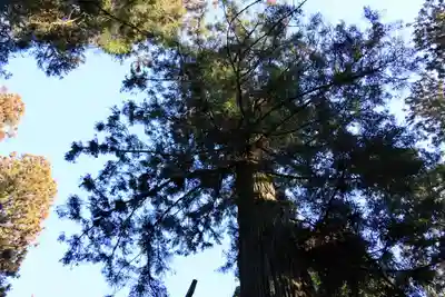 鹿島大神宮の自然