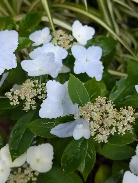大綱金刀比羅神社(神奈川県)