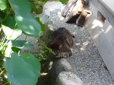 祥龍山 金剛寺の動物
