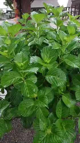 尾張大國霊神社（国府宮）の自然