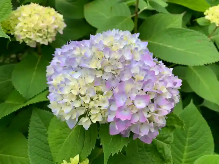 普門寺(切り絵御朱印発祥の寺)の庭園