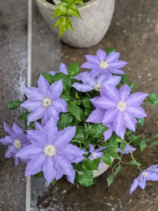 陽運寺(東京都)