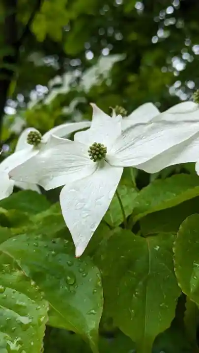 音更神社の自然