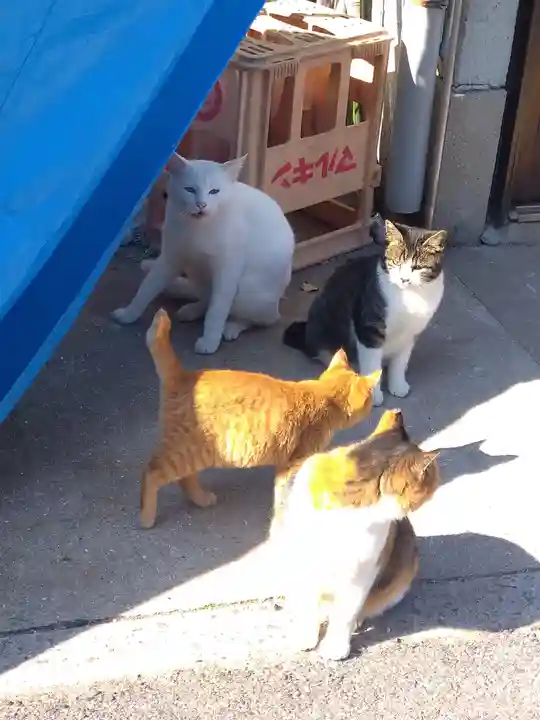 包ケ浦神社の動物