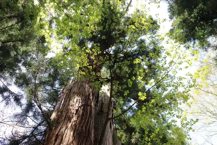 磐椅神社の自然
