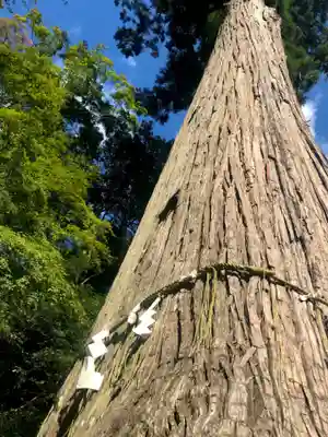 櫻木神社の自然