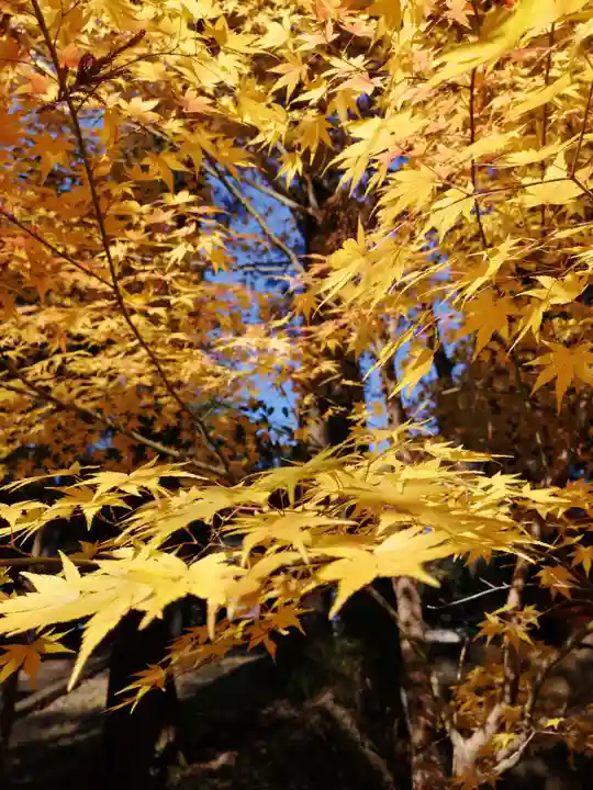 間々田八幡宮の自然