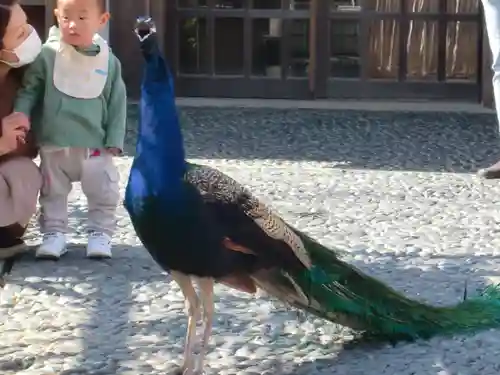 楽法寺（雨引観音）の動物