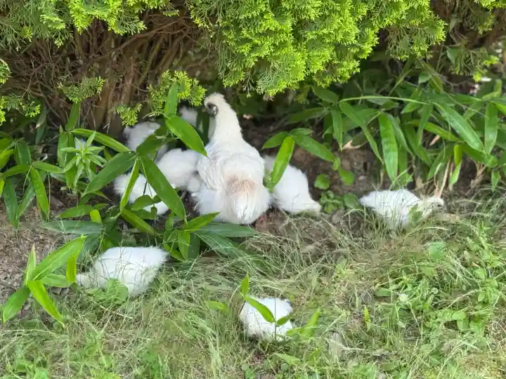 高屋敷稲荷神社(福島県)