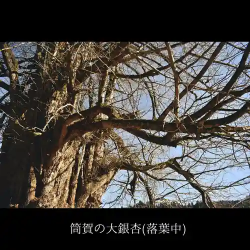 筒賀大歳神社の自然