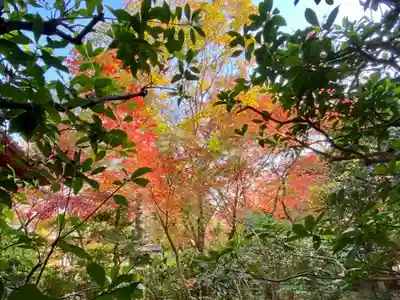 善法律寺の自然