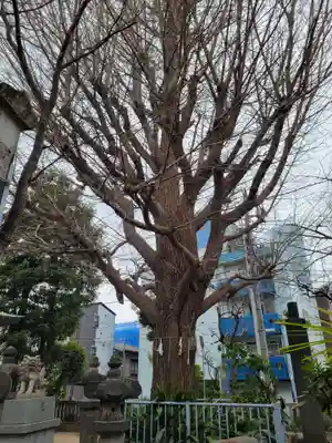 秋葉神社の自然
